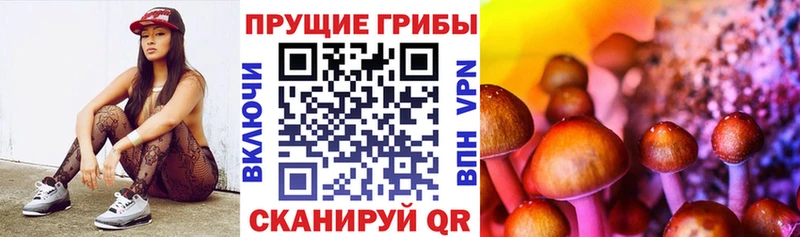 Купить где  Дюртюли  Галлюциногенные грибы Psilocybine cubensis 